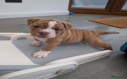 Olde English Bulldogge dogs for sale: READY NEXT WEEK! - OEB Puppies NEBBR ✅ 3rd Gen - Image 25
