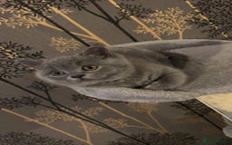 British Shorthair cats for sale: BSH GCCf kittens 1 male 1 female - Image 10