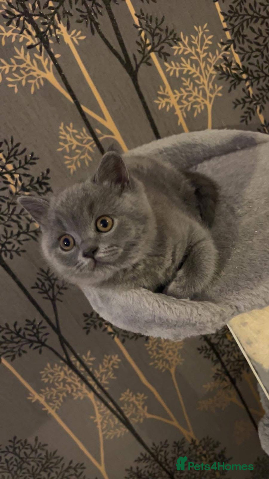 British Shorthair cats for sale: BSH GCCf kittens 1 male 1 female - Image 10
