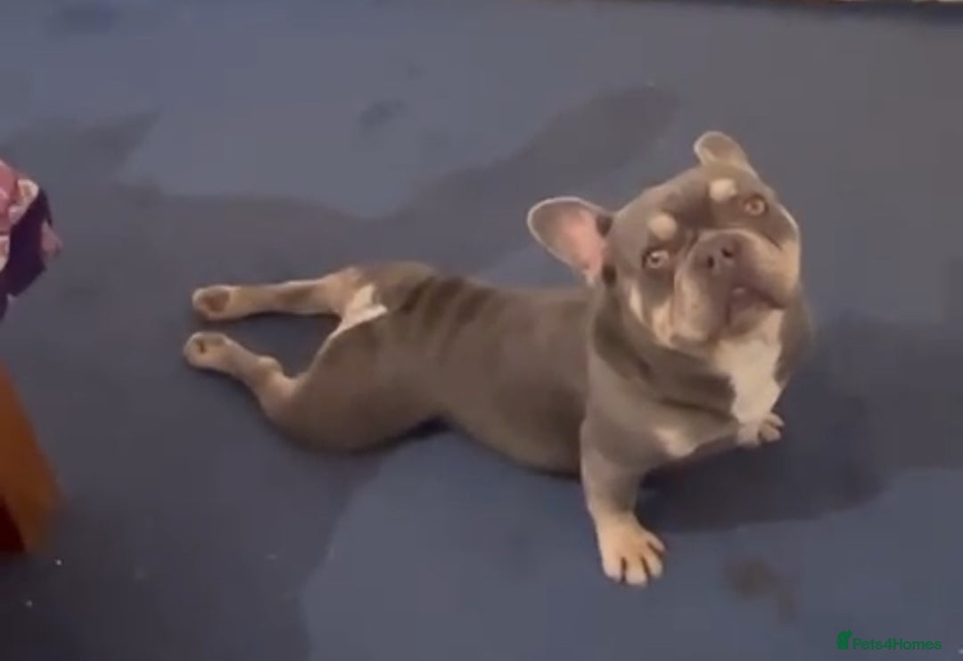 French Bulldog dogs for sale: French bulldog “fluffy” - Advert 15