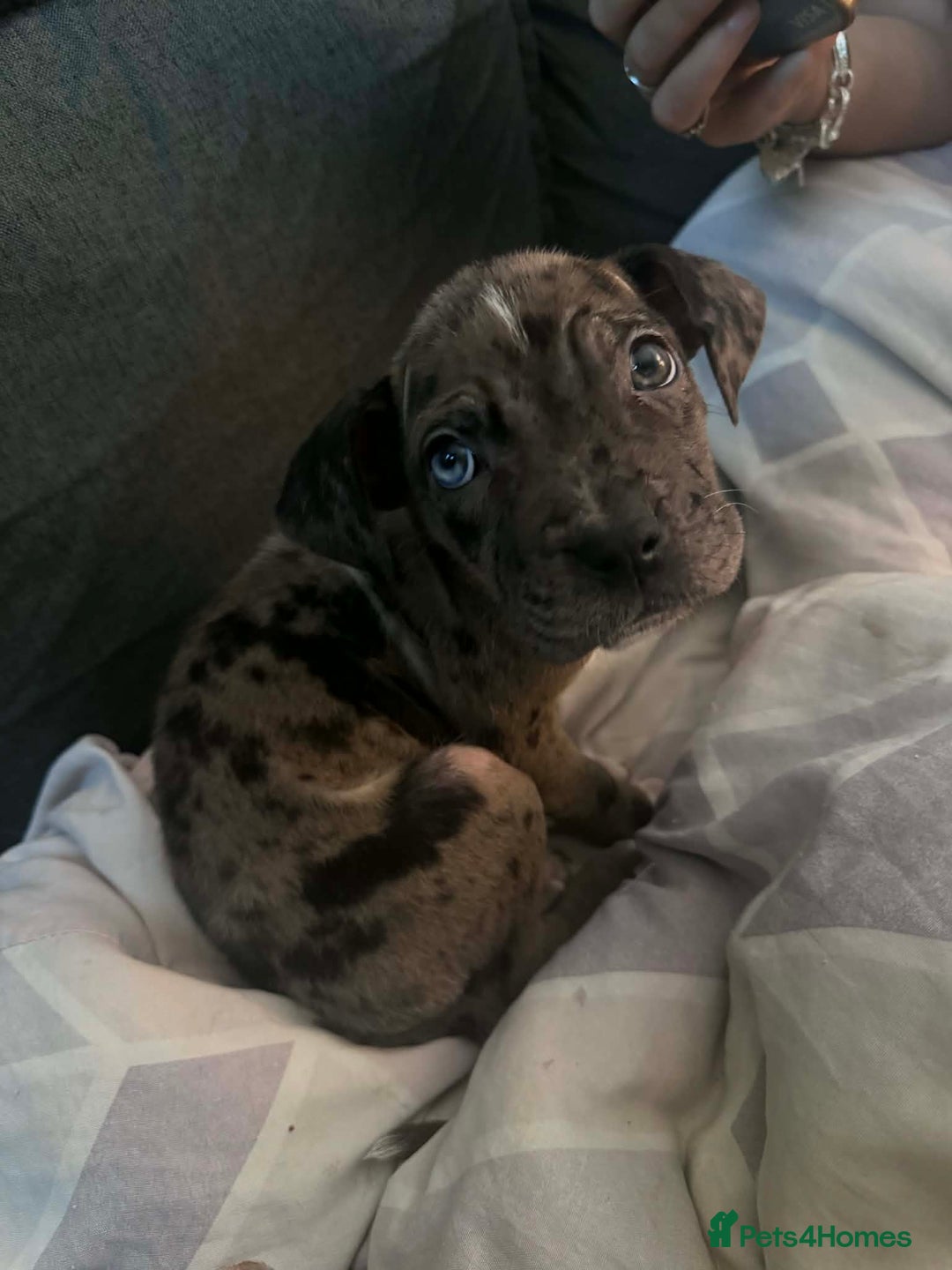 Mixed Breed dogs for sale: Puppies - Advert 1