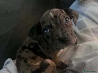 Mixed Breed dogs Puppies - Advert 3