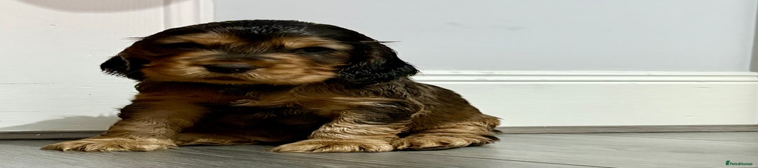 Cocker Spaniel Puppy 1