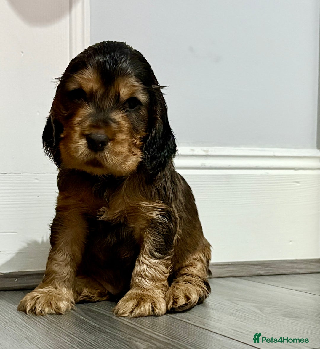 Cocker Spaniel dogs for sale: Sable Cocker Spaniels  - Image 3