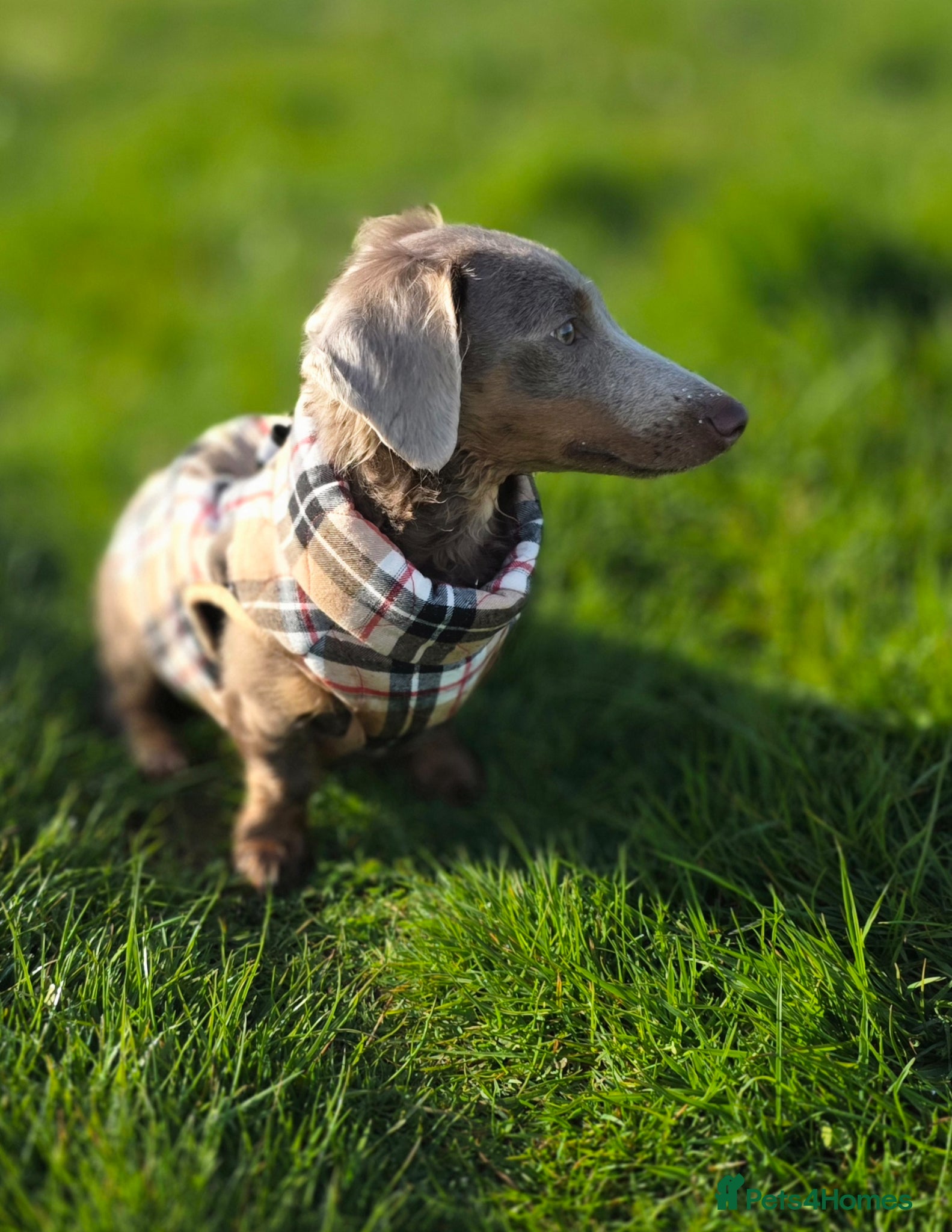 Miniature Dachshund dogs for sale: Mr Marley  in Glasgow - Advert 1