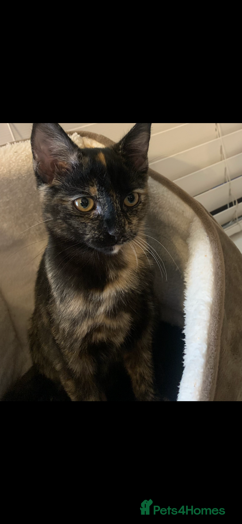 British Shorthair cats 7 month old female cat  - Advert 1