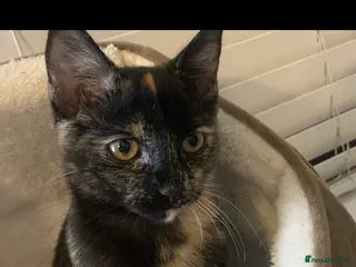 British Shorthair cats 7 month old female cat - Advert 5