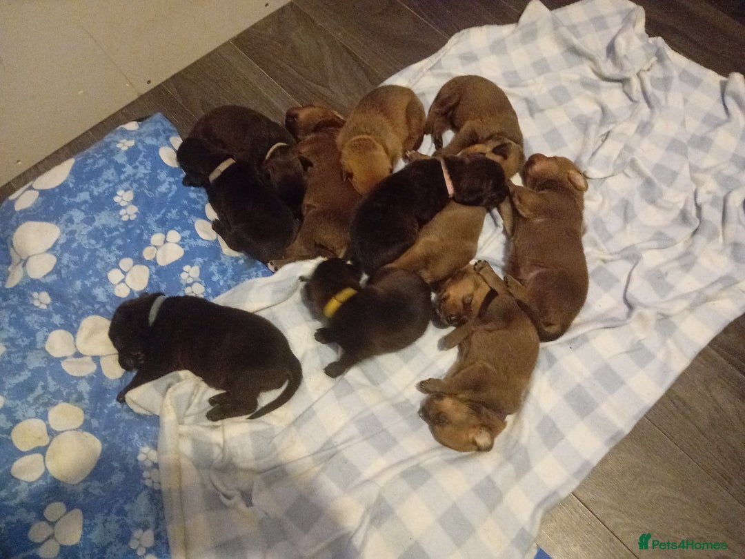 Mixed Breed dogs for sale: Gorgeous rottweiler cross puppies  - Image 1
