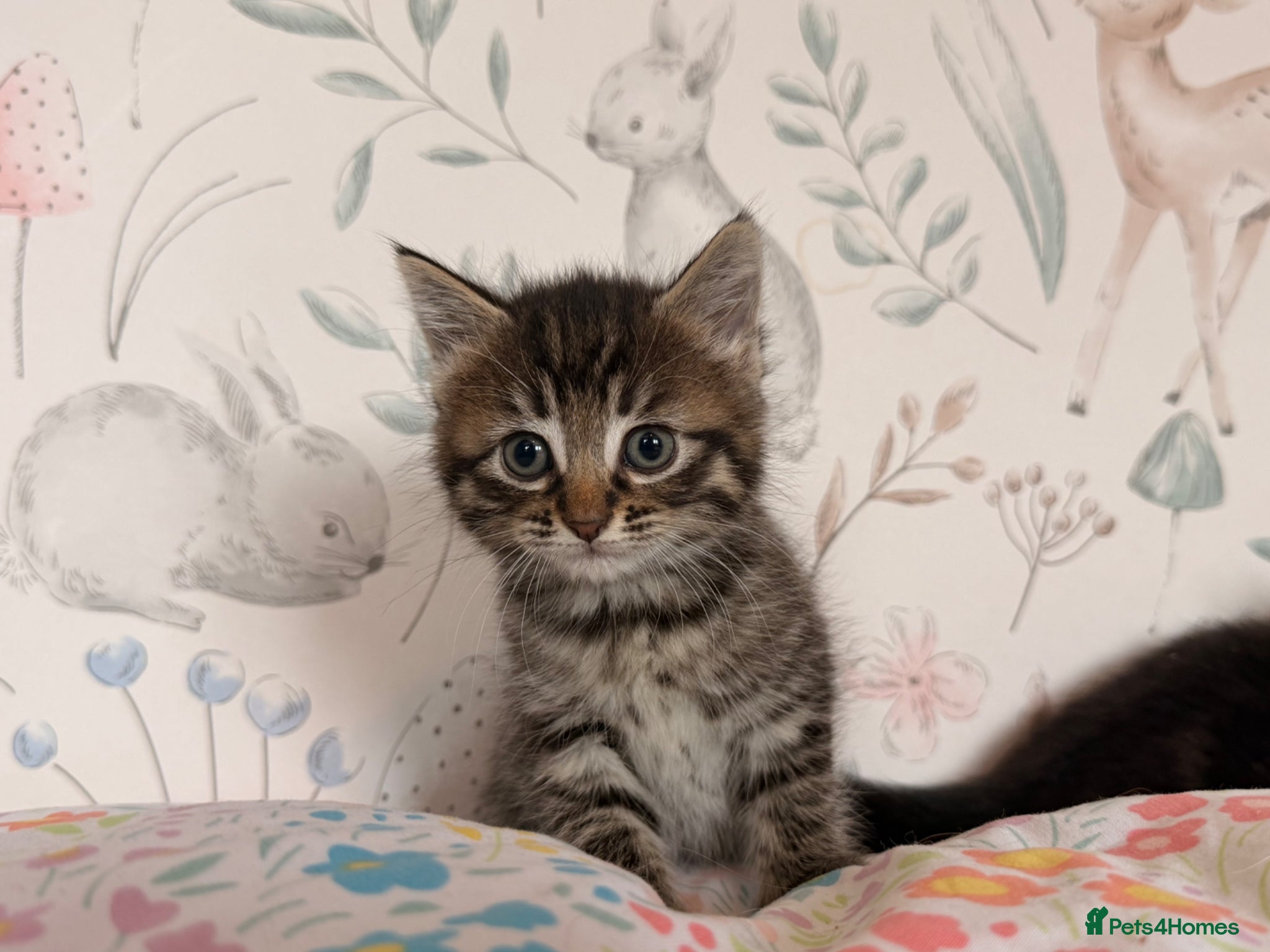 Mixed Breed cats Beautiful Kittens - Advert 17