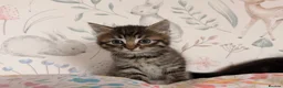 Mixed Breed cats for sale: Beautiful Kittens - Advert 1