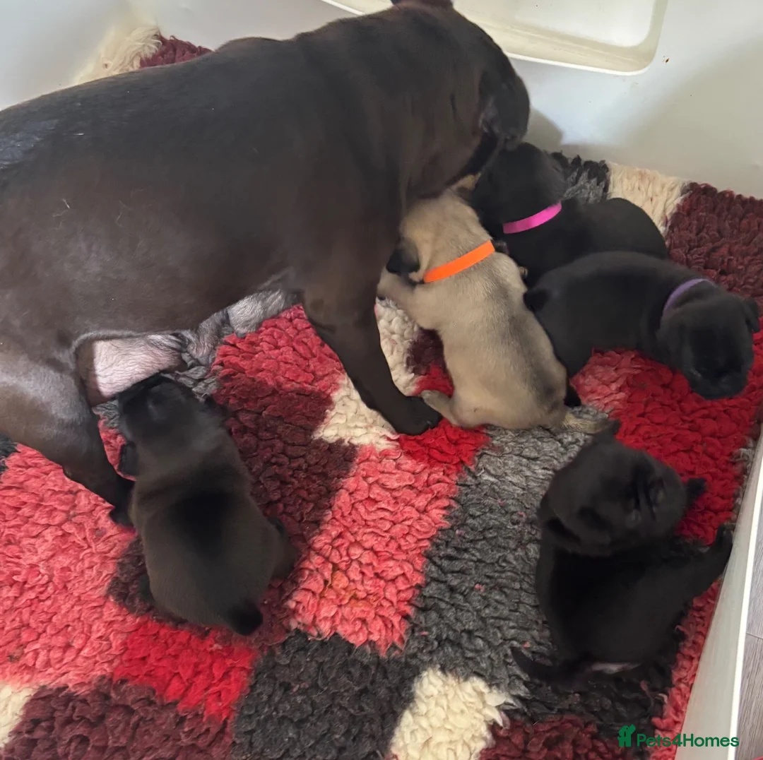 Pug dogs for sale: Kc registered Pug puppies - Advert 10