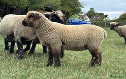 Sheep livestock for sale: Oxford Down Rare Breed Lambs - Image 1
