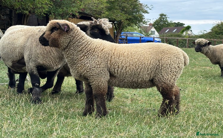 Sheep livestock - Advert 3