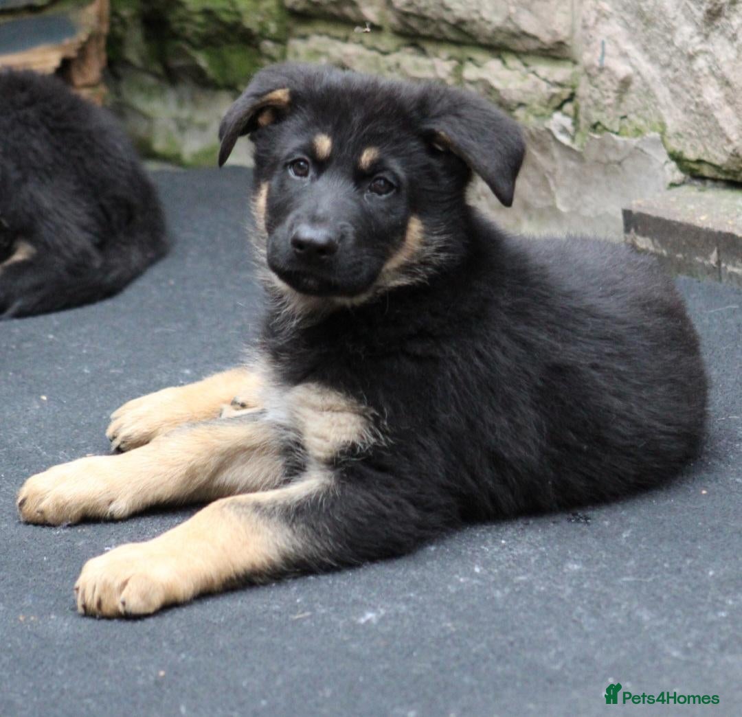 German Shepherd dogs **KC REGISTERED GSD PUPPIES 🐶 READY NOW - Advert 1