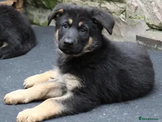 German Shepherd dogs **KC REGISTERED FULLY VACCINATED GSD PUPPY - Advert 1