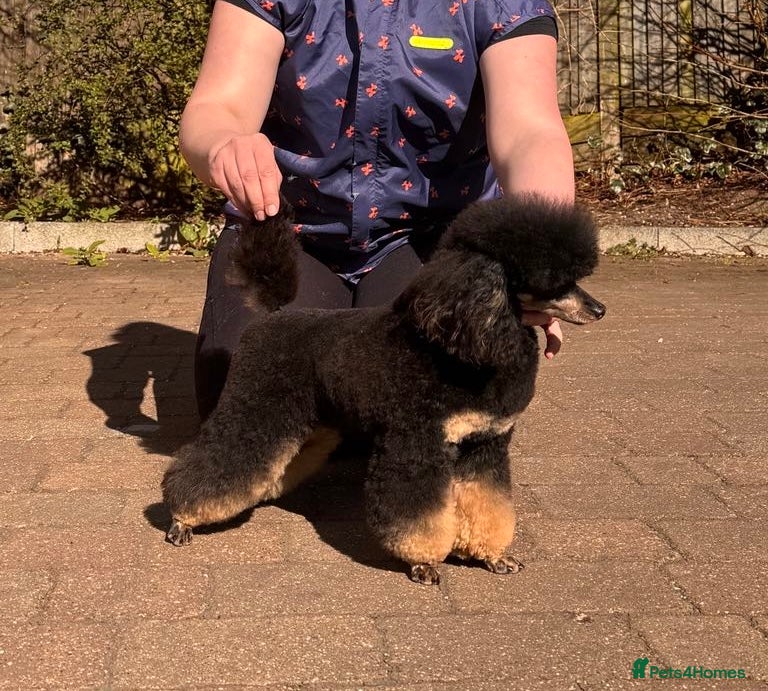 Shihpoo dogs Stunning Phantom Shihpoos! - Advert 1