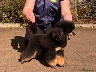 Shihpoo dogs Stunning Phantom Shihpoos! - Advert 4