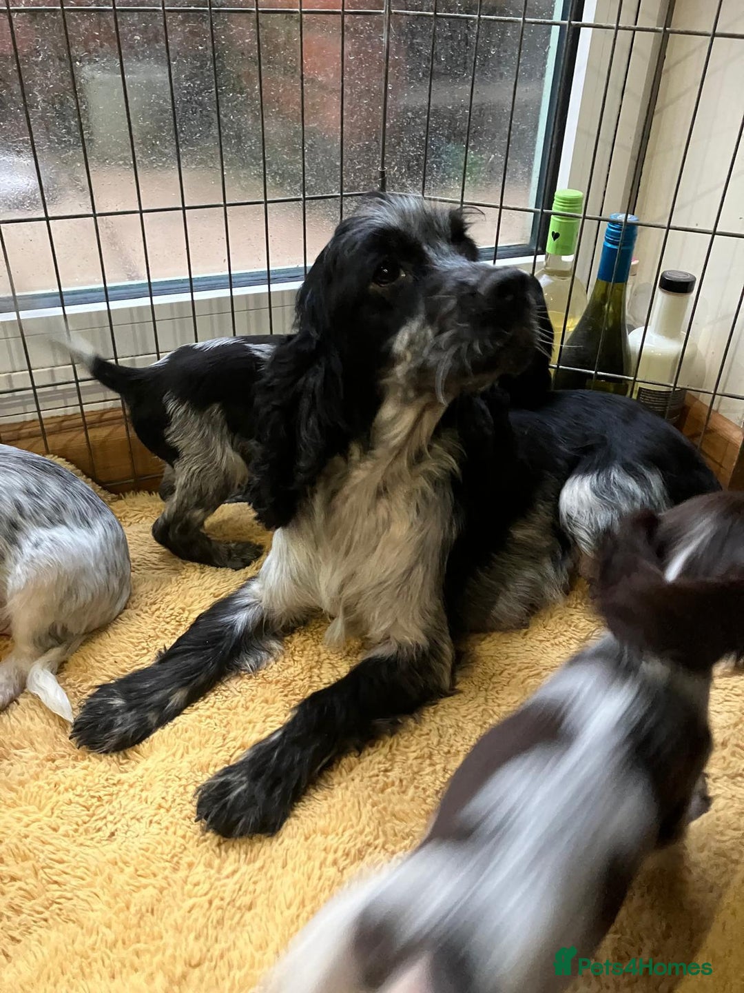 Cocker Spaniel dogs for sale: BEAUTIFUL COCKER SPANIEL PUPPIES - Image 6