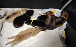 Shepsky dogs for sale: shepsky puppies  - Advert 3