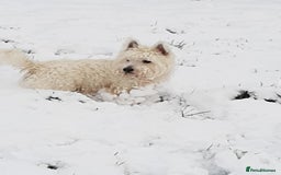 West Highland Terrier dogs for stud: For stud in Consett - Image 11