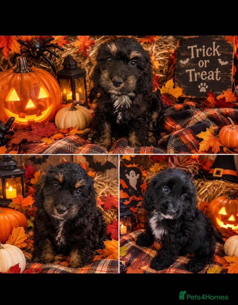 Cockapoo dogs F1 COCKERPOO PUPPIES ❤️ 11 WEEKS – READY NOW! - Advert 1