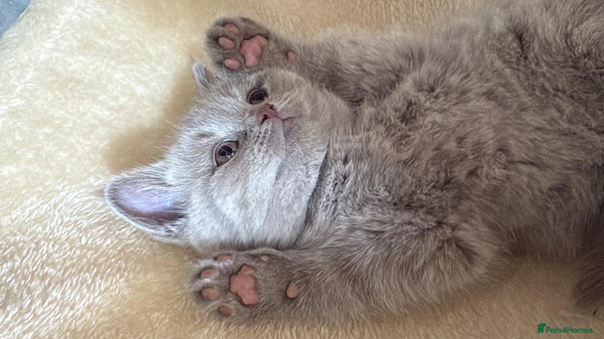 British Shorthair cats 2 Adorable, Healthy, Cute BSH female kittens   - Advert 2