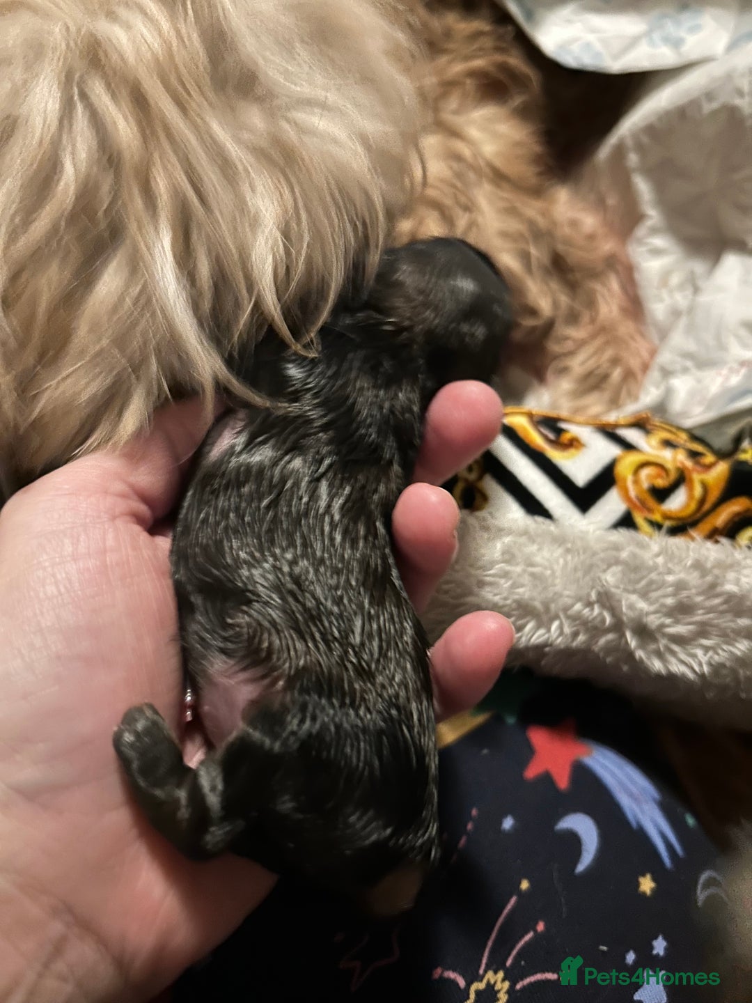 Shih Tzu dogs for sale: Beautiful shih tzu pups for sale  - Advert 2