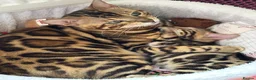 Bengal cats for sale: baby bengal male - Advert 2