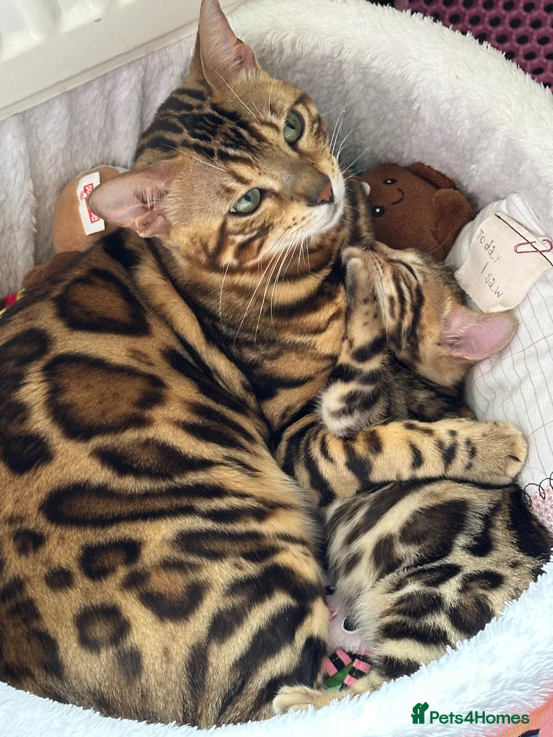 Bengal cats for sale: baby bengal male - Advert 2