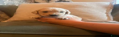 Golden Retriever 3