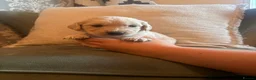 Golden Retriever dogs for sale: KC registered Golden Retrievers  - Advert 7