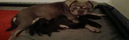 Pug dogs for sale: Chocolate kc registered pug puppies - Advert 8