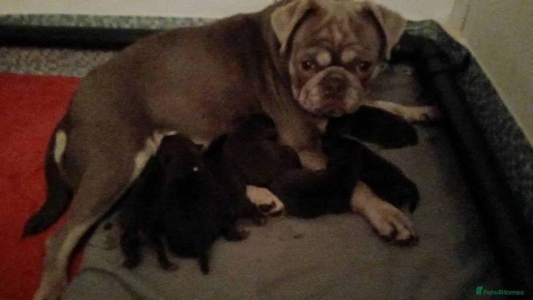 Pug dogs for sale: Chocolate kc registered pug puppies - Advert 8