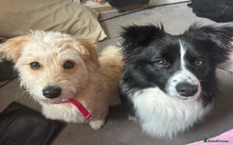 Mixed Breed dogs for sale: Pomapoo & Jackaranian Cross Puppies Ready Soon  - Image 9