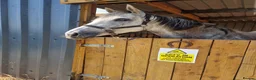 Irish Thoroughbred horses for sale: OTTB flea bitten mare in Bradford - Advert 2