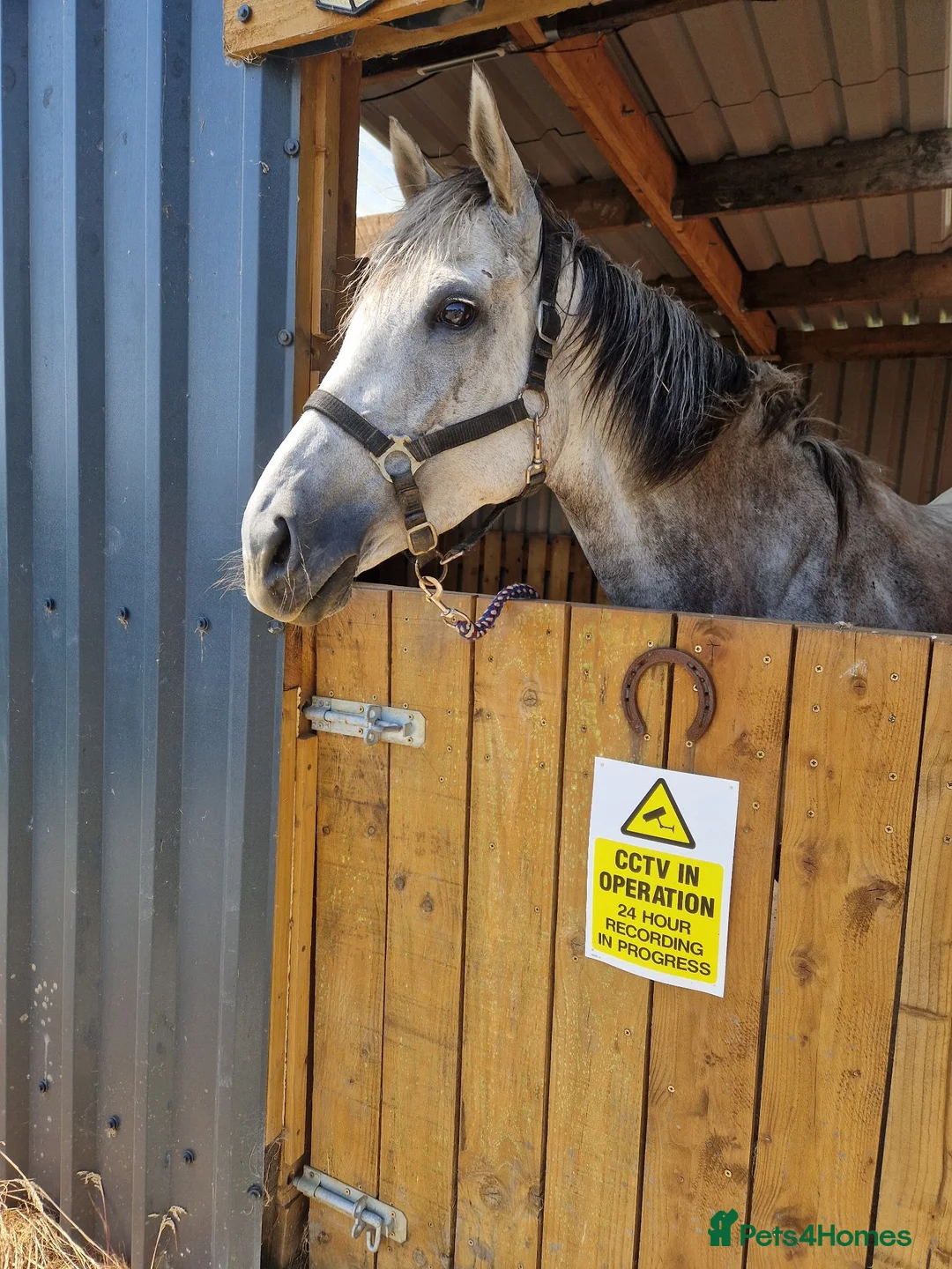 Irish Thoroughbred horses for sale: OTTB flea bitten mare in Bradford - Advert 2