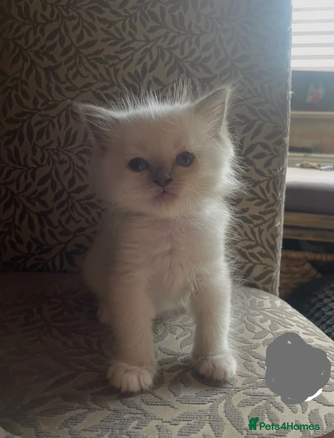 Ragdoll cats for sale: Gorgeous pure ragdoll kittens - Advert 9
