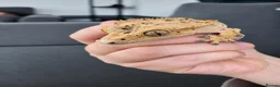 Gecko reptiles for sale: Male Crested Gecko - Advert 2