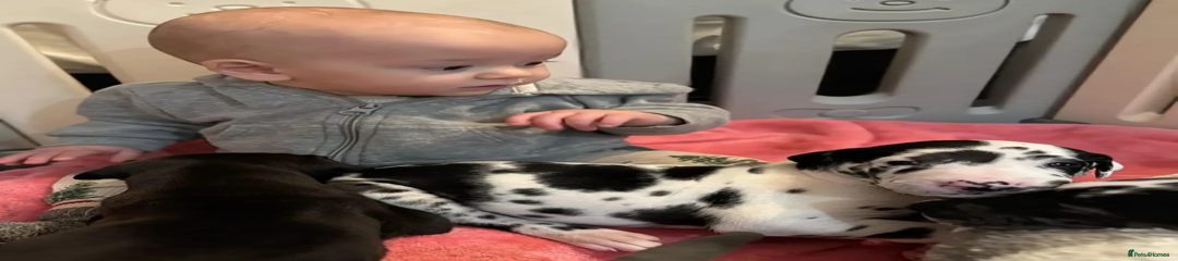 Great Dane Puppy 2