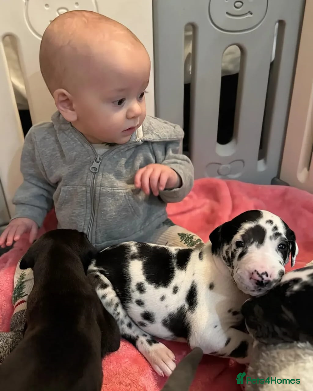 Great Dane dogs for sale: Fully DNA Tested & CLEAR Great Dane Pups - Image 4