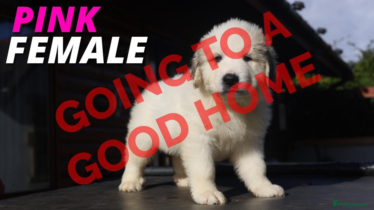 Pyrenean Mountain Dog dogs Adorable Puppies, Looking For Forever Homes! - Advert 2