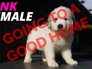 Pyrenean Mountain Dog dogs Adorable Puppies, Looking For Forever Homes! - Advert 2