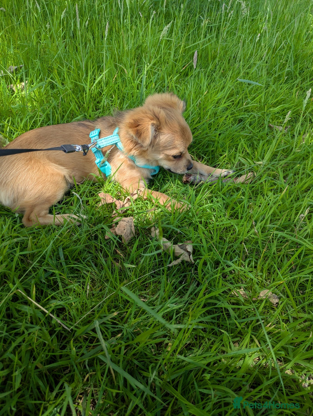 Pomchi dogs for sale: Pomchi - Image 4