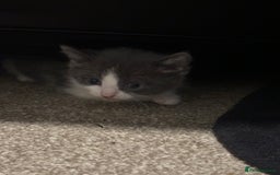 Mixed Breed cats for sale: Mixed breed kittens - Advert 3