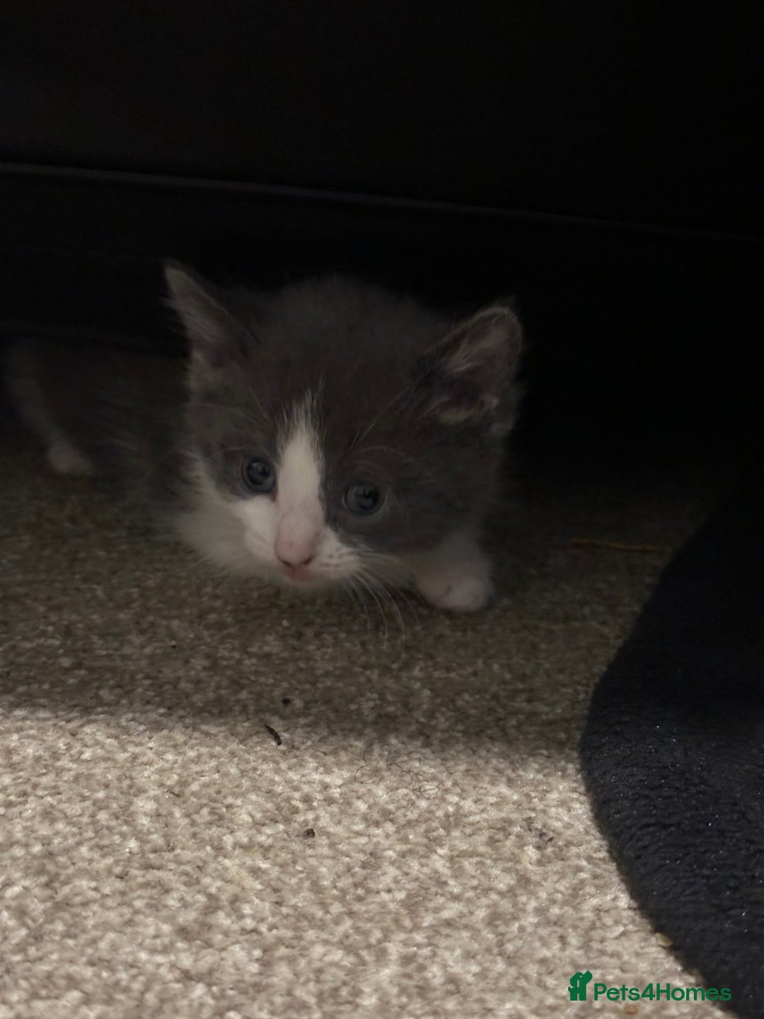 Mixed Breed cats for sale: Mixed breed kittens - Advert 3