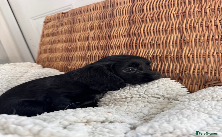 Cavapoo dogs - Advert 1