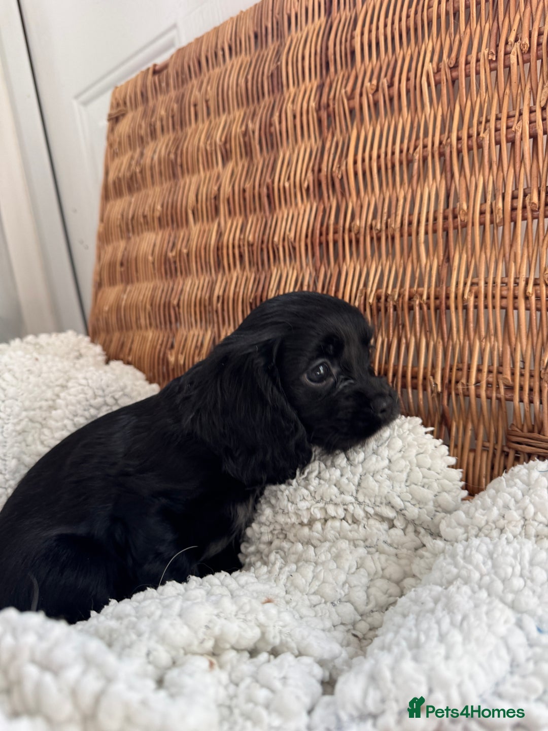 Cavapoo dogs for sale: Cavalier King Charles  - Image 1