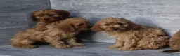 Cavapoo dogs for sale: Stunning F1 RED cavapoo boys and girls READY NOW - Advert 3