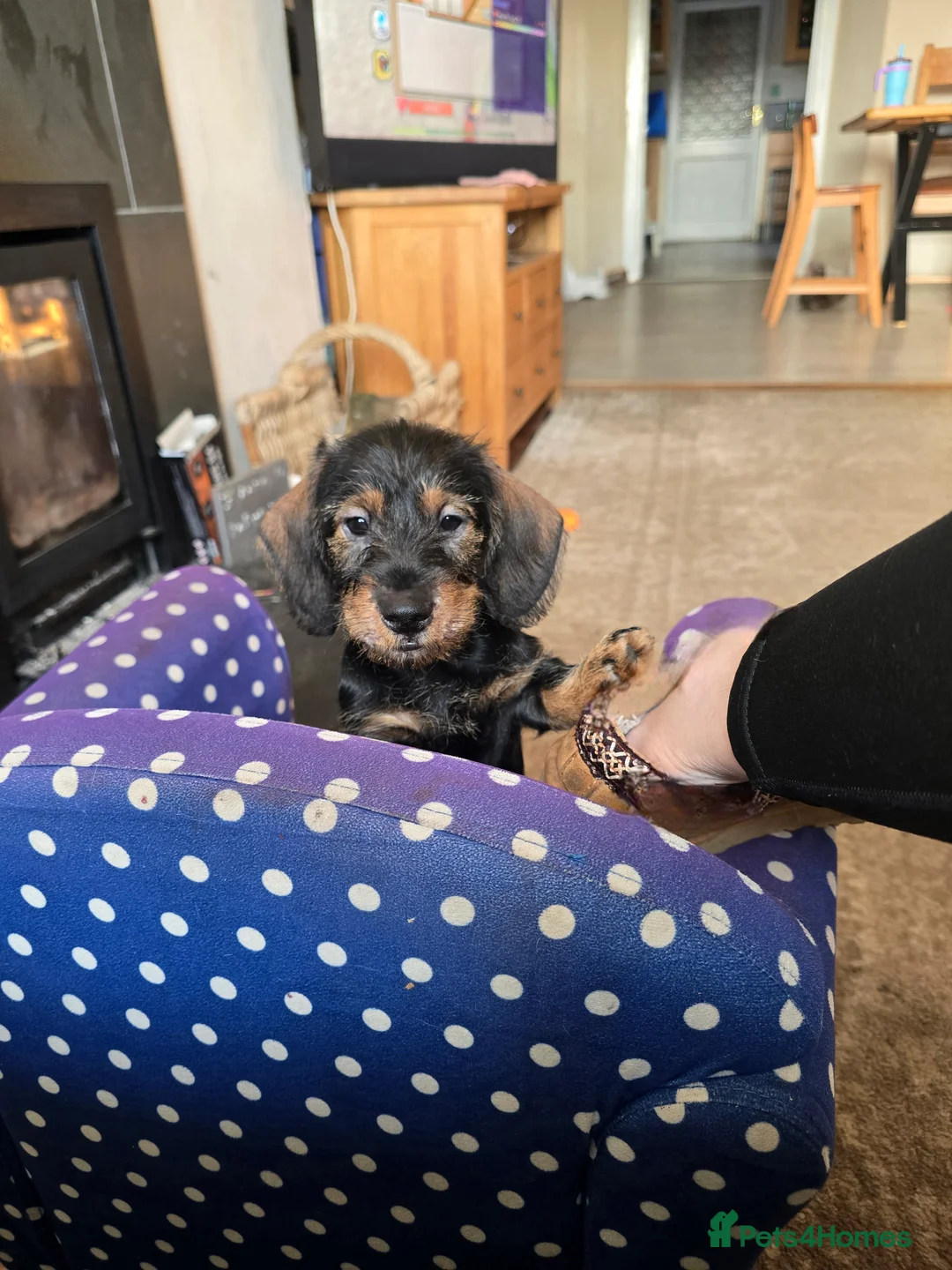 Dachshund dogs for sale: Last remaining boy Boris  - Advert 1