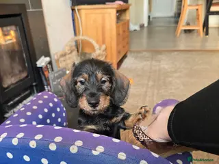 Dachshund dogs Last remaining boy Boris - Advert 1